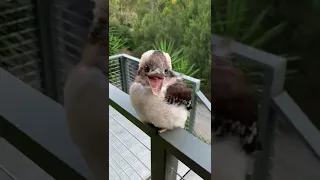 Baby Kookaburra Looks Like It's Smiling || ViralHog