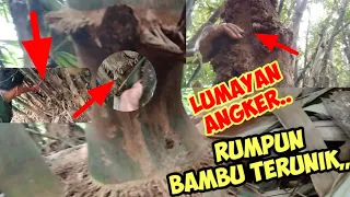 Kahirupan dikolong awi-TERNYATA  DIRUMPUN BAMBU INI BANYAK KEUNIKANNYA..