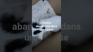 Chaton abandonné dans une caisse à la rue. Jeudi 12 octobre 2023