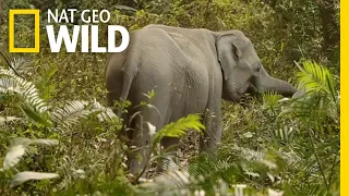 The Complicated Relationship Between Humans and Elephants | Nat Geo WILD