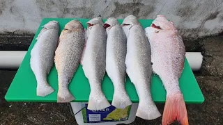 HANDLINE FISHING IN THE GULF OF PARIA! Traditional Fishing In Trinidad And Tobago - Caribbean