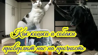 Как кошки и собаки проверяют нас на прочность How cats and dogs test us for strength