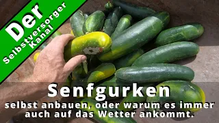 Senfgurken selbst im Garten anbauen.