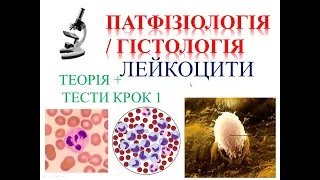 Лейкоцити: теорія + тести КРОК 1 Патфізіологія /Фізіологія / Гістологія.