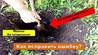 ПРИ ПОСАДКЕ САЖЕНЦА ЗАГЛУБИЛИ КОРНЕВУЮ ШЕЙКУ� Как исправить если дерево уже большое.