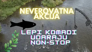 Neverovatna akcija - LURESTARS   pecanje klena na Juznoj Moravi handmade varalicama (chub fishing)