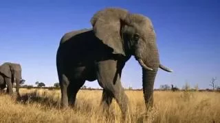 Интересные факты о слонах - невероятно но факт
