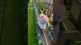 OMG So Cute 😍 Tik Tok Chó Phốc Sóc Mini 🐶Funny and Cute Dog Pomeranian #shorts