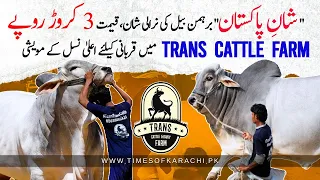 Trans Cattle Farm makes grand entry at Jameel Memon Maveshi Mandi | Biggest Brahman bull in Pakistan