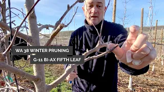 Winter prune fifth leaf WA 38 (Cosmic Crisp)