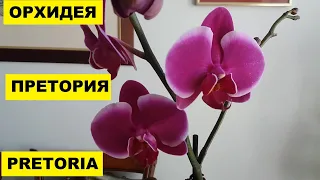 ОРХИДЕЯ "ПРЕТОРИЯ" PRETORIA - ПОПОЛНЕНИЕ КОЛЛЕКЦИИ