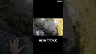 Watch moment rock climber fights off bear on mountain cliff edge #short