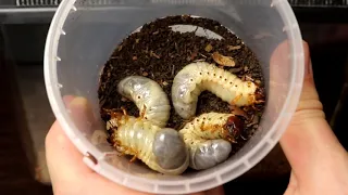 WHAT IF TO SCOLOPENDRA LOWER A LARGE LARVA? (CATERPILLAR) -  ATTACK!