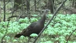 Ohio Hen