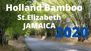 Holland Bamboo Avenue | Lacovia | St.Elizabeth |#JAMAICA