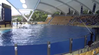 Loro Parque - Orca Show (Tenerife 2014)