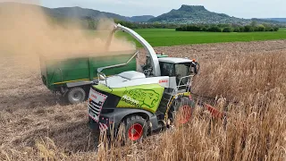 Miscanthus häckseln 2024 | Claas Jaguar 40000