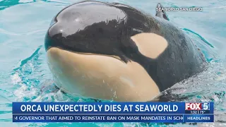 Orca Unexpectedly Dies At SeaWorld