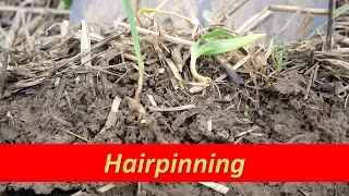Hairpinning