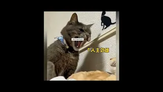 Try Not To Laugh 🤣 Funniest Cats and Dogs Videos 🐈 🐕 Parts 4
