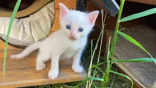 Little beautiful Kittens living on the street. These Kittens are so cute.