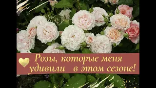 Розы, которые меня удивили в этом сезоне!