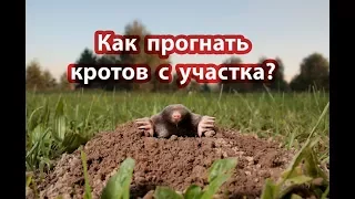 Кроты! Как от них избавиться?