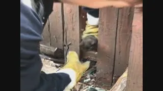 Firefighters save kittens that were trapped for 3+ days