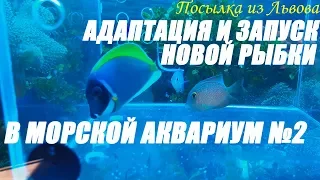 Посылка из Львова.  Адаптация и запуск новой рыбки в морской аквариум №2.