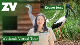 Virtual Tour of Healesville Sanctuary's Wetlands with Keeper Jesse