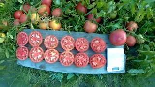 сравнение розовых томатов вернер вермилион пинк свитнес пинк буш торбей тарпан