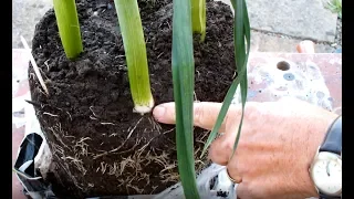 Grow Potatoes then Grow leeks  Crop rotation in a bucket