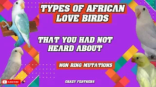 Types of African  Love Birds | Non Ring Mutations | Best Opaline and Pied Variety | Crazy Feathers |