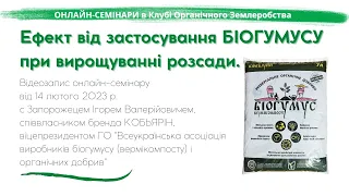 Ефект від застосування БІОГУМУСУ при вирощуванні розсади.