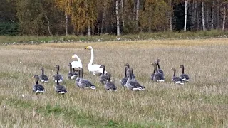 An autumn gathering of Gooses and Swans | The great southerly migrations |Alvikgården-Luleå, Sept-23