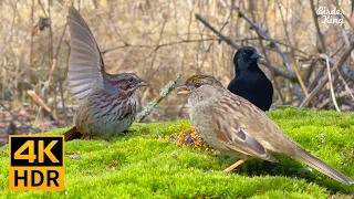 고양이 텔레비전 🐱 8시간 🐦 숲 속의 새와 토끼 🐰 개구리와 귀뚜라미 소리(4K HDR)