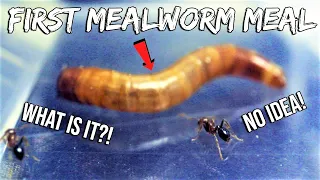 FIRE ANTS REACT TO THEIR FIRST MEALWORM | 'NEWBIE' FIRE ANTS