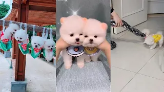 [Tiktok] Funny and Cute Pomeranian dog #47 #Shorts