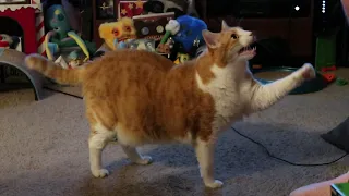 Hangry Cat Argues With Man