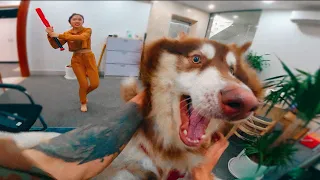 ANGRY DOG vs PARKOUR THIEF | 15-Minutes (Epic Parkour POV)