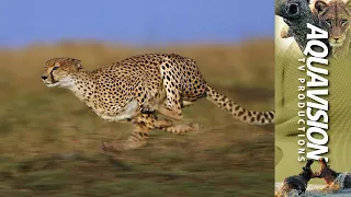 Epic Cheetah Chase: High-Speed Gazelle Takedown in East Africa 🏃🐆🦌