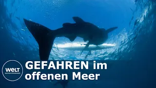 ÜBERRASCHENDER HAIANGRIFF: Schiffscrew muss plötzlich um ihr Leben schwimmen