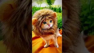 I am the real Lion king 😎😎#cute #funny #kitten #fyp #foryou #lionking