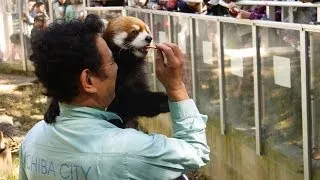 さようならレッサーパンダのエイタくん北海道への旅立ち　千葉市動物公園にて
