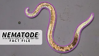 Nematoda Facts: ROUNDWORM Facts and Information | Animal Fact Files