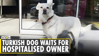 A heart touching tale of a devoted Dog spent days outside the hospital for her owner | WION News