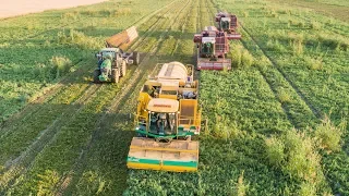 Borsó aratás 2019 | OXBO 1089 + 2x PMC 979 CT | Pea Harvest 2019