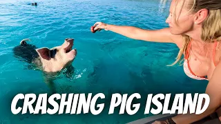 Swimming with Pigs and Sharks In The Exumas The Bahamas—Worth the Hype?