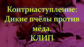 Наталья Ветлицкая. Контрнаступление: Дикие пчёлы против культурного мёда. Новый клип на забытый хит.