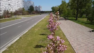 В ЭНЕРГОДАРЕ ЦВЕТУТ САКУРЫ🌸💮🌸 ЭНЕРГОДАР С ДРОНА 5.05.2021